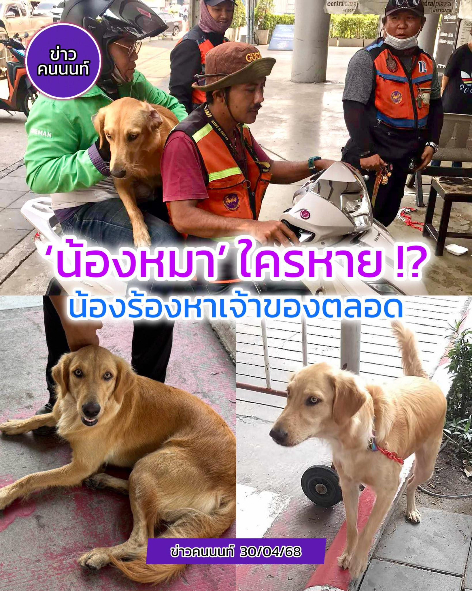 น้องหมา..ใครหาย น้องร้องหาเจ้าของตลอด พี่วินใจดีช่วยดูแลไว้ให้