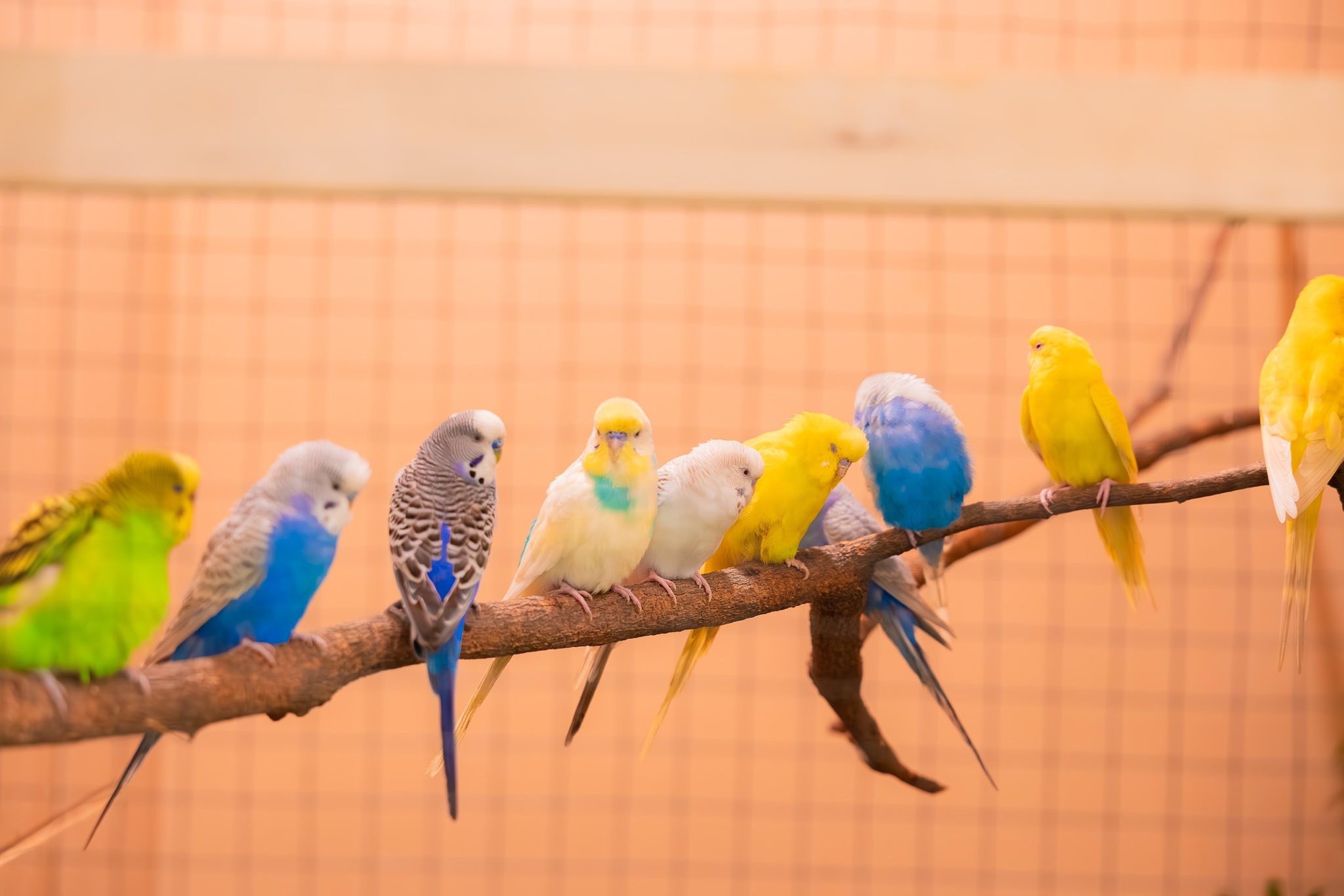 พาเด็กๆไปดู นก กันจ้า  เข้าชมฟรี! มีนกมากกว่า 50 สายพันธุ์ Westville Bird Paradise