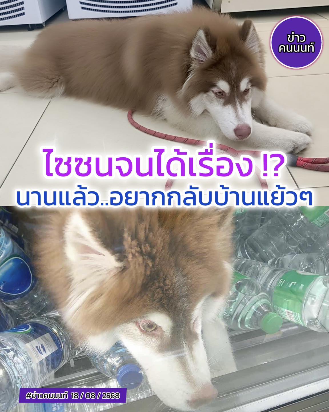 ไซซนจนได้เรื่อง พลัดหลงนานแล้ว..อยากกลับบ้านแย้วๆ นายจ๋า… มารับไซด่วน