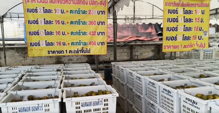 ไลฟ์สด มหกรรมส้มภาคเหนือออนทัวร์ แหล่งปลีกส่งถูกๆ ขนมาบางบัวทอง