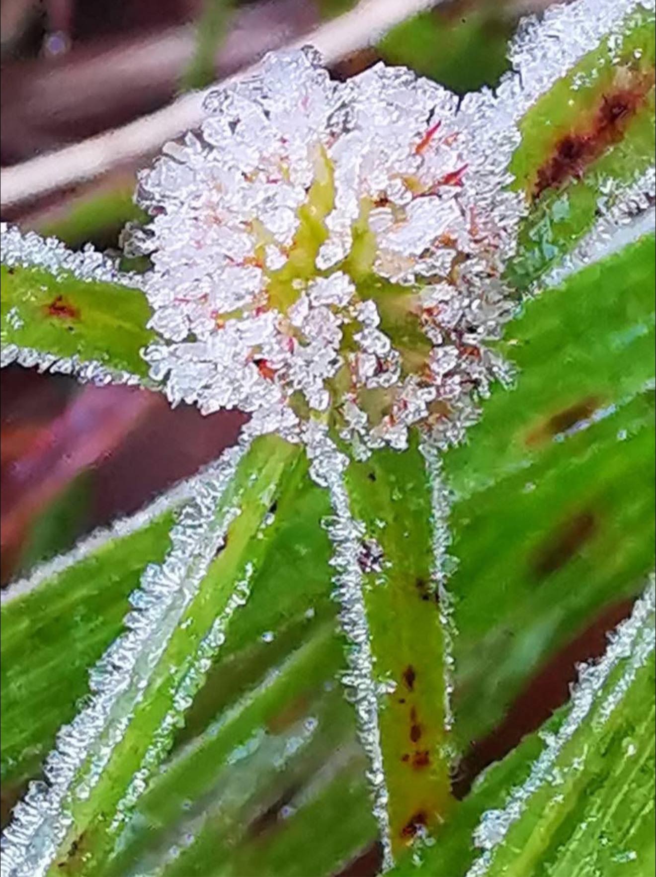 ว้าวๆๆๆ เหมยขาบ…แม่คะนิ้ง