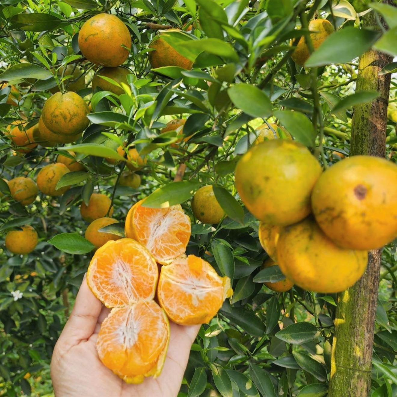 มหกรรม ส้มภาคเหนือออนทัวร์ แหล่งปลีกส่งถูกๆ ขนมาบางบัวทอง