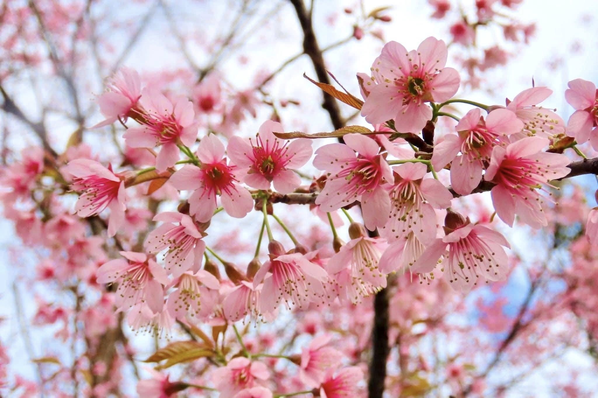 งามแต้ๆ เจ้า .. ช่างชมพู ดูงามฟรุ๊งฟริ๊งกรุ๊งกริ๊ง “ซากุระเมืองไทย”