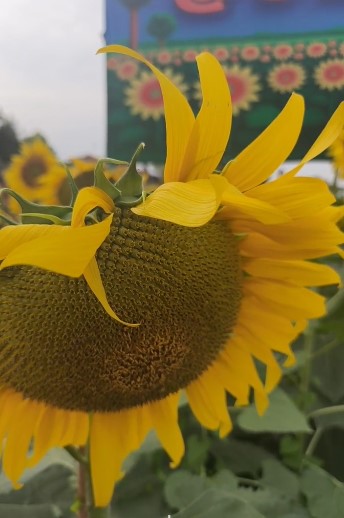 LIVE : ทุ่งนาทานตะวัน – บางรักน้อย จ.นนทบุรี : เข้าชมฟรี