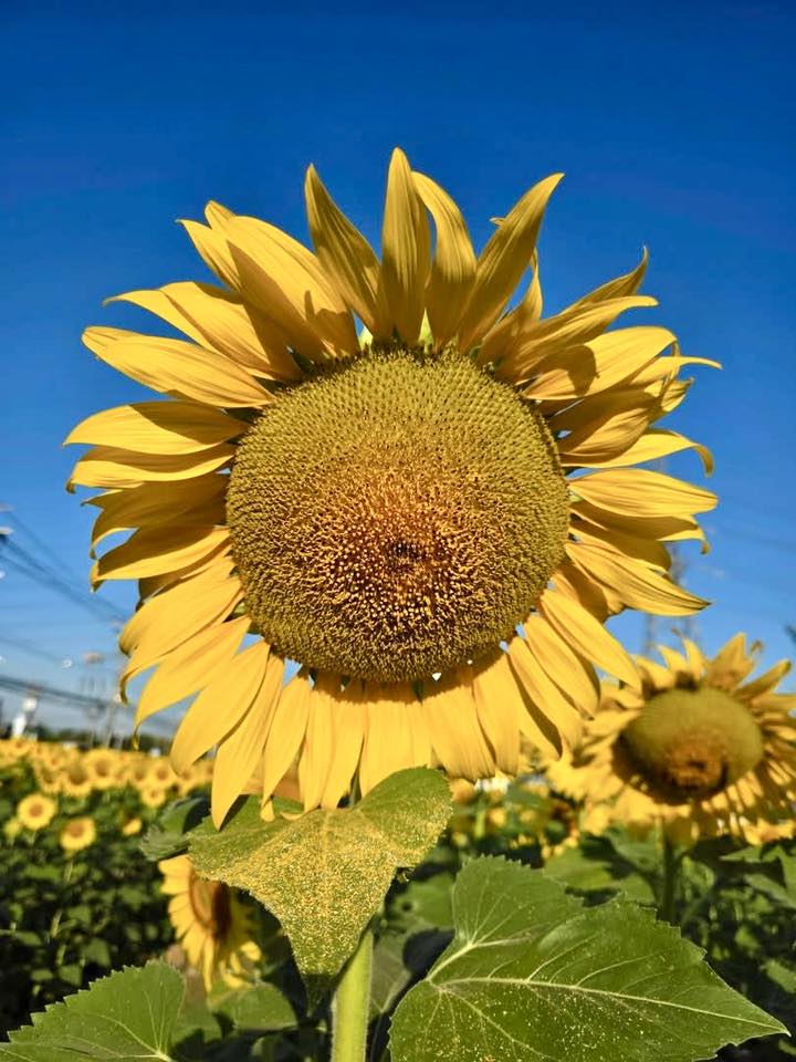 เบ่งบาน..ทานตะวัน เปิดให้เข้าชมฟรีแล้วๆ ณ ไทรน้อย – กฝผ.ไทรน้อย