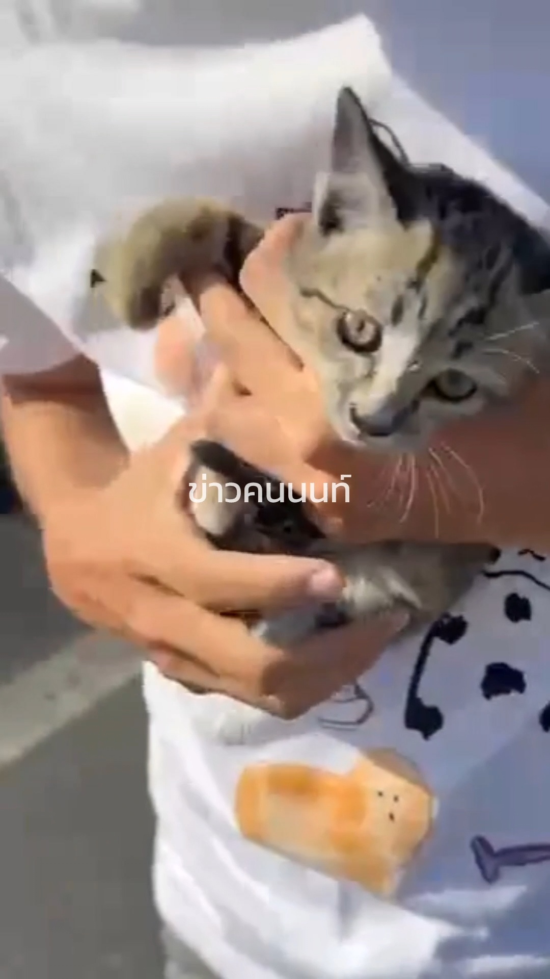 เจอน้องแมวหลง-อยู่ก่อนขึ้นทางด่วนงามวงศ์วาน