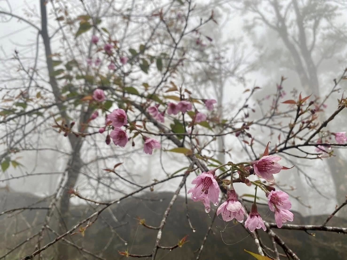 งามแต้ๆ .. ซากุระเมืองไทย ดอยอินทนนท์