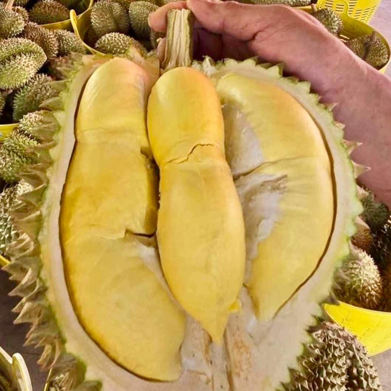 กลับมาแล้วอย่างไว..หลังของหมดไวไปไว-คนมากันเยอะ ทุเรียน โลละ 88.- // ส้ม โลละ 5-10.