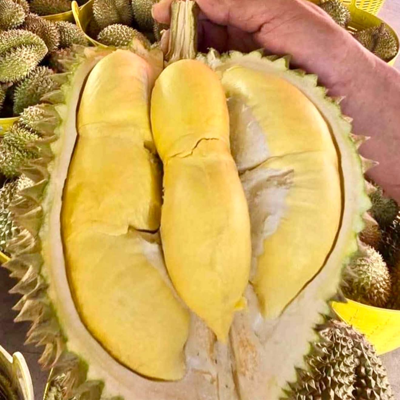 อัปเดต : โปร ทุเรียน ลดเหลือ 66 กับ 77