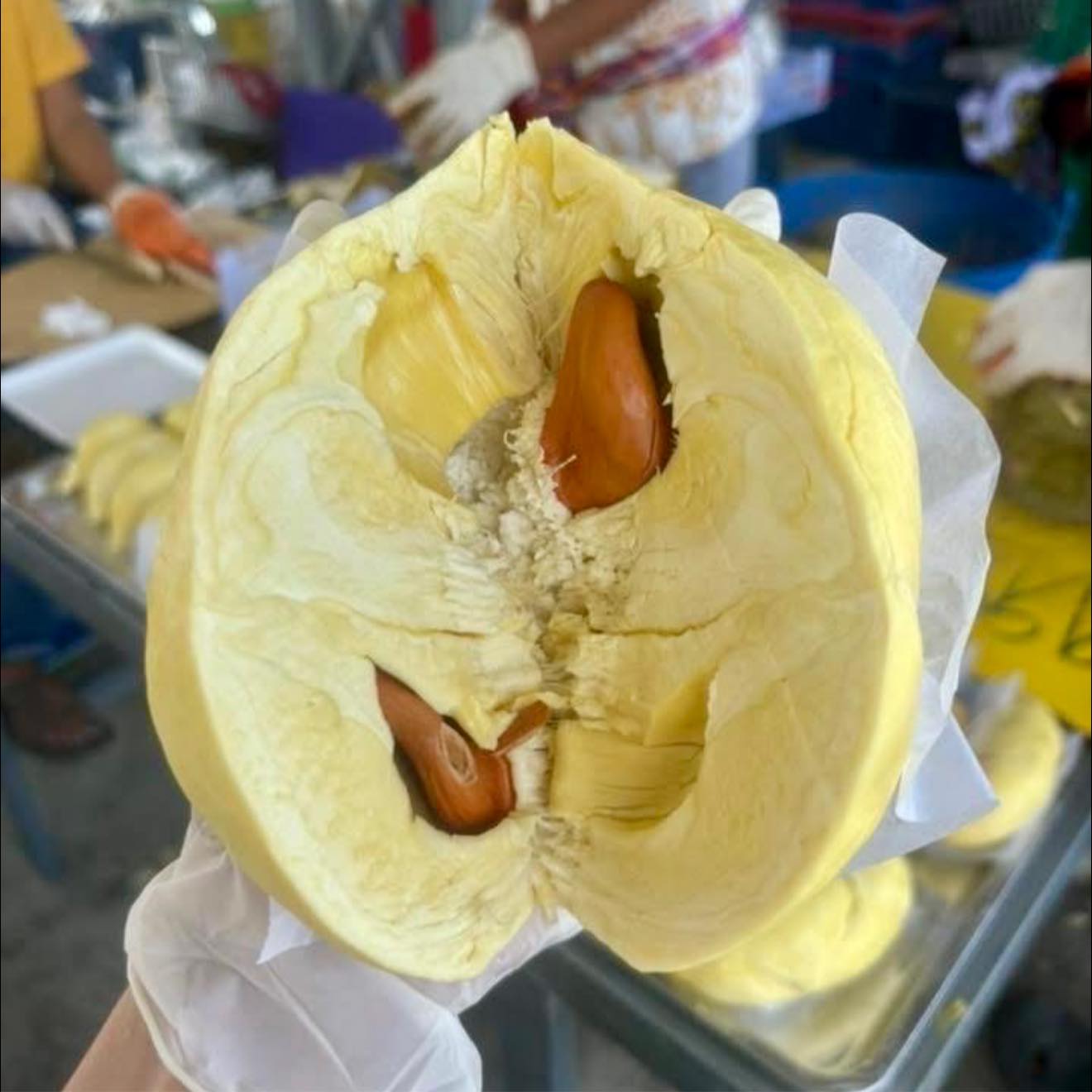 คนละ 1 แชร์โพสต์นี้ รับสิทธิ์ ทุเรียน ลูกละ 49.-