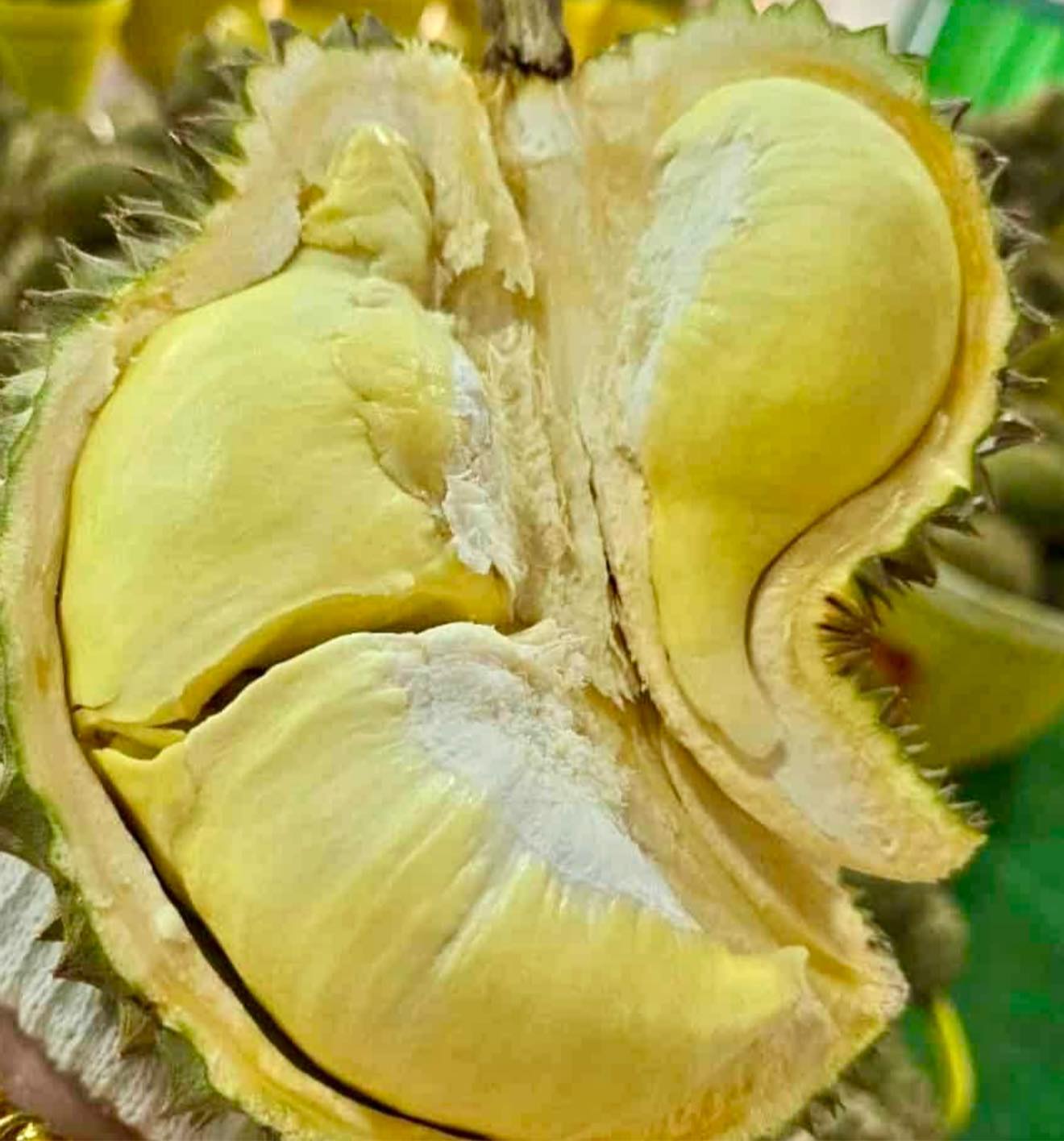 ทุเรียน 77.- กลับมาตามคำเรียกร้อง ณ ลานจอดรถไทวัสดุบางบัวทอง