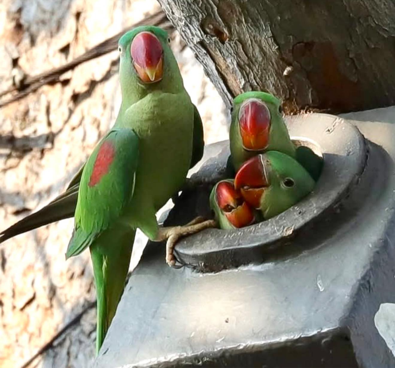 น่ารักอ่าา .. เหล่า นกแก้วโม่ง ไฮไลท์สำคัญอยู่คู่จังหวัดนนทบุรี