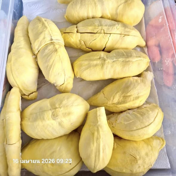 มาแล้วๆ หิวๆ ทุเรียนหมอนทอง ระยองฮิ๊ 99.-