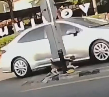 เอาเขามาเลี้ยง แล้วทำไมไม่ดูแลเขาให้ดี น้องบีเกิ้ล เกือบโดนรถเหยียบ