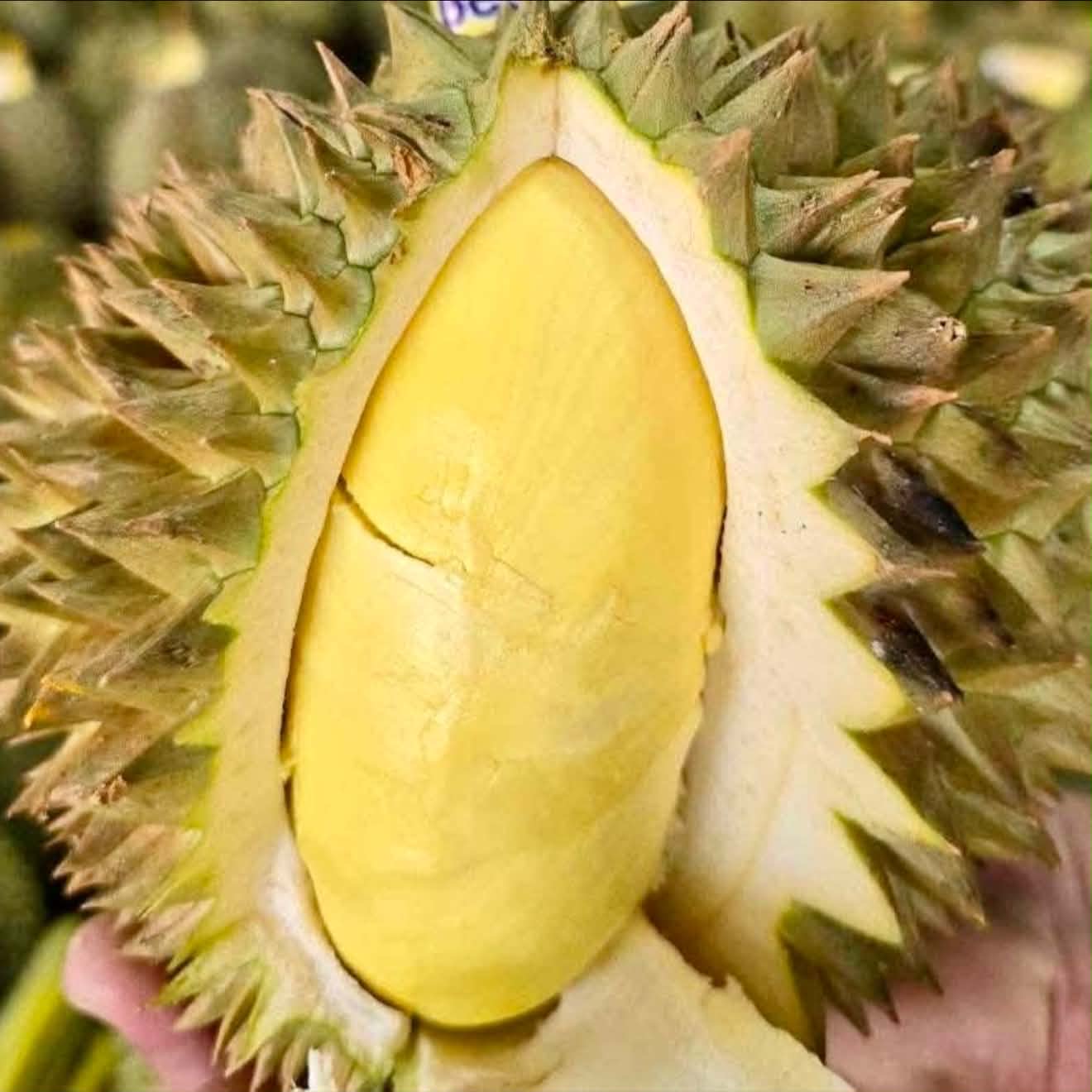 ทุเรียน 77.- ทั้งร้านโปรด่วน 3 วันสุดท้าย @ลานจอดรถ ไทวัสดุบางบัวทอง