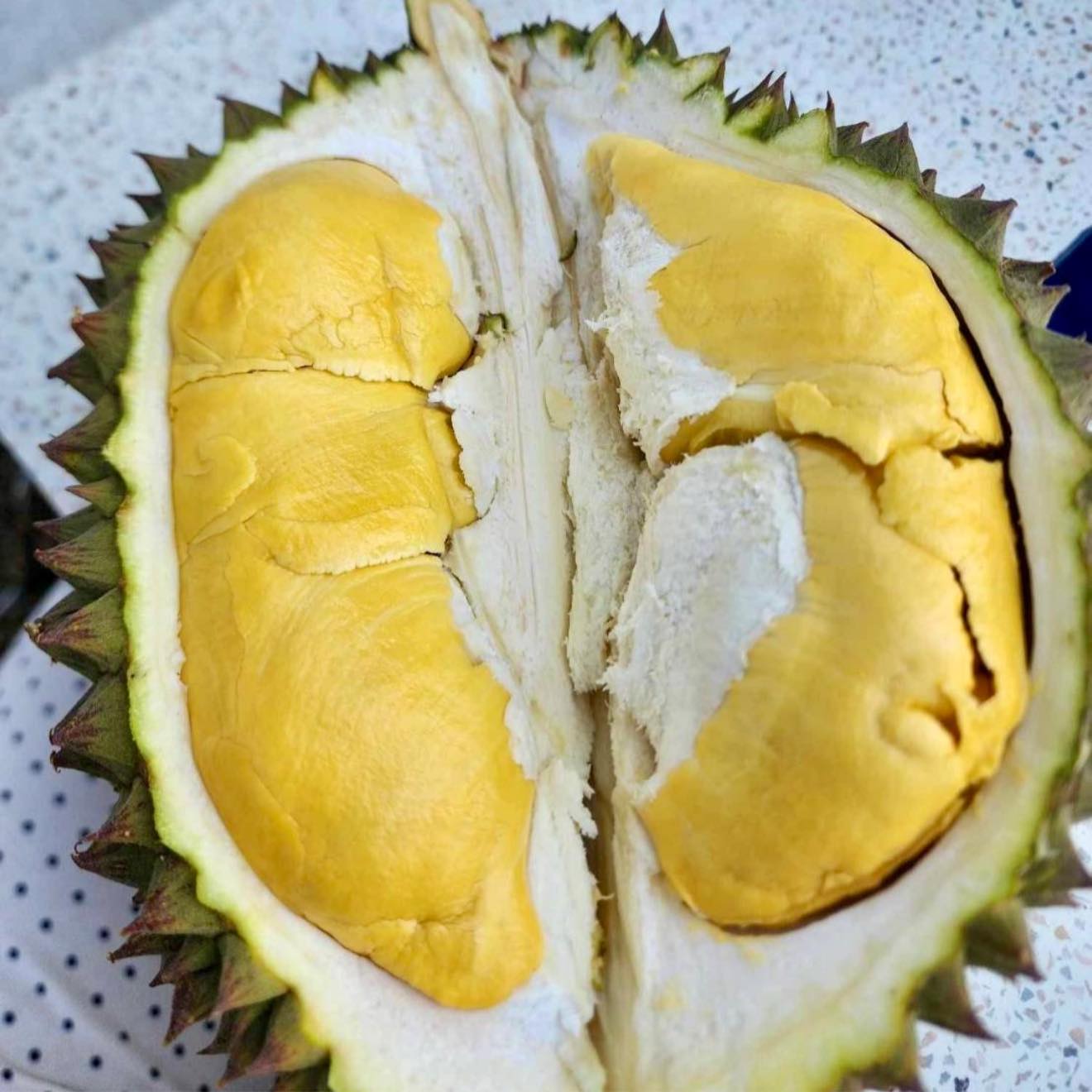 อัปเดต : ทุเรียนโปร 77-99.- มีมาเพิ่มอีกหลายสายพันธุ์เลยจ้า