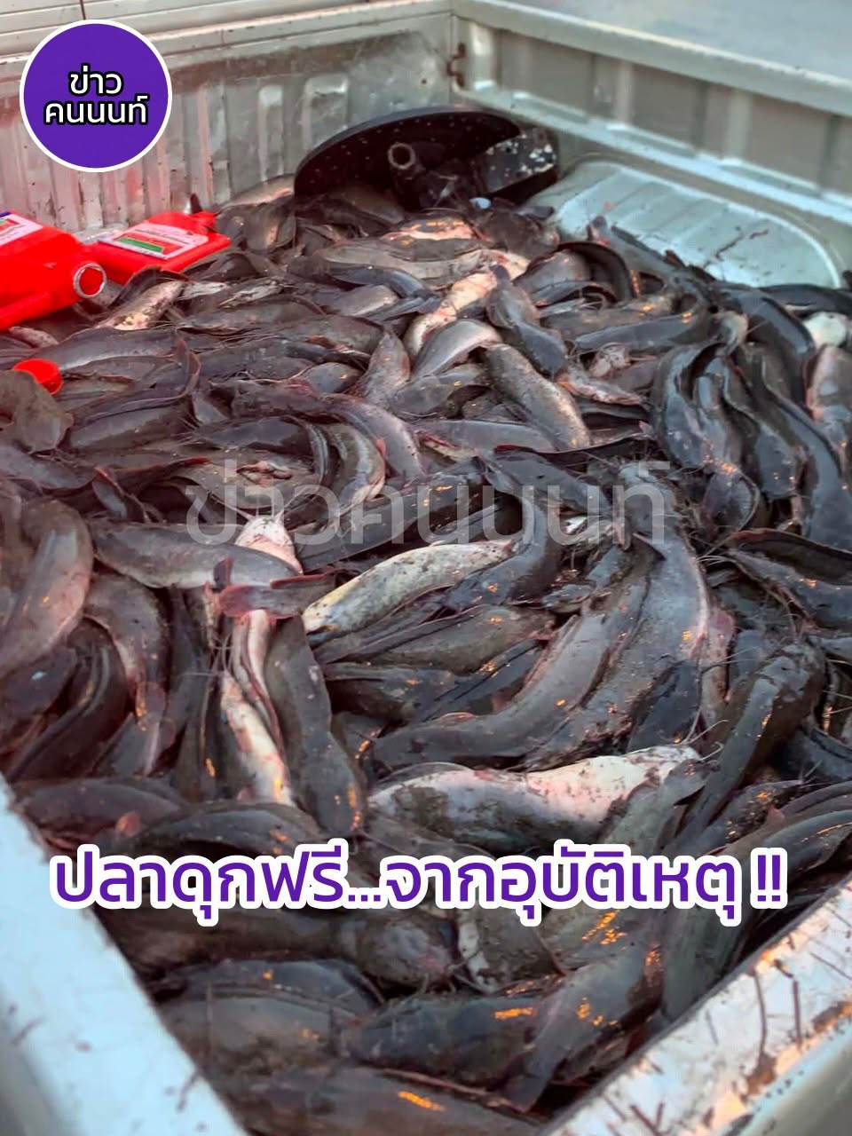 ท่านใดสนใจรับปลาดุกไปไว้เพื่อทำอาหารรับประทานในครอบครัว ขอรับปลาดุกได้ที่ ป้อมดับเพลิงบ้านบางม่วง