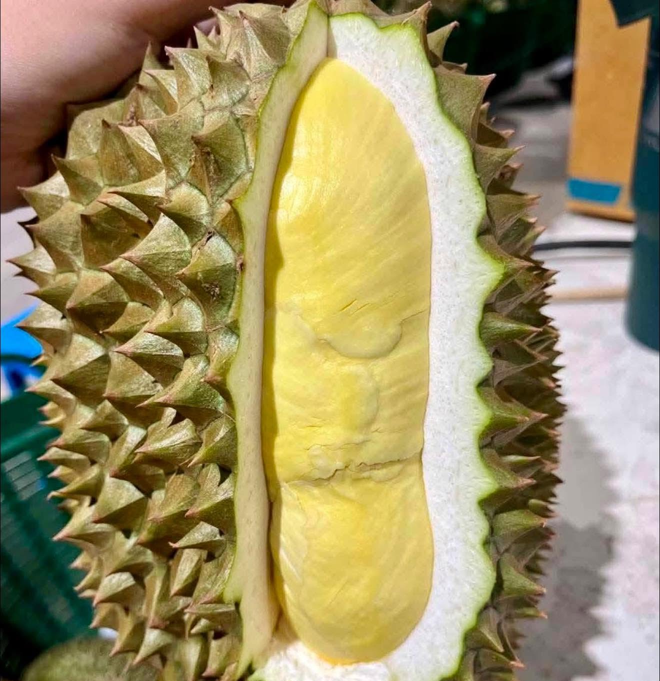 ทุเรียน โปร 99.- ทั้งร้าน ทุเรียนหมอนทองภูเขาไฟ ศรีสะเกษ