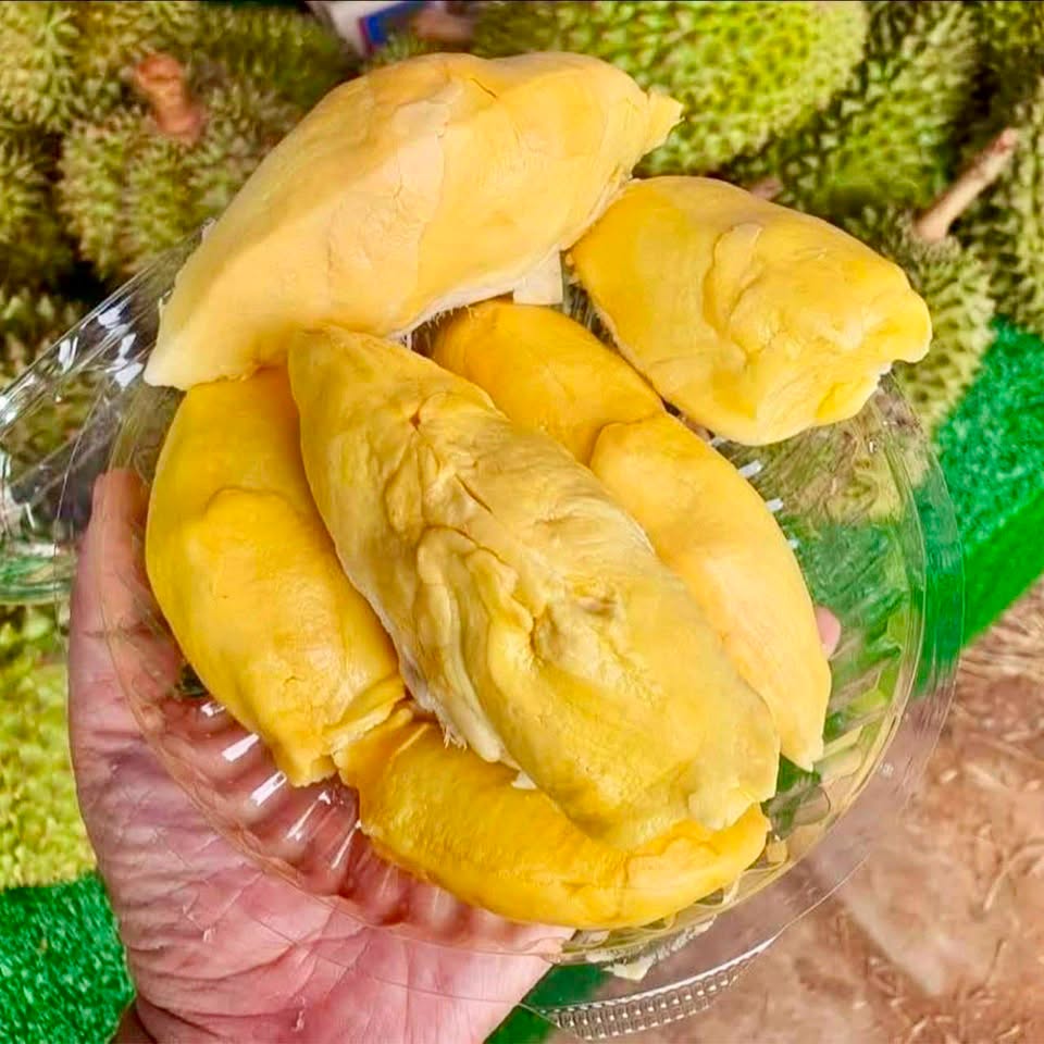 รู้ยัง ทุเรียน มาลงอีกที่ใหม่ ไทวัสดุ-ชัยพฤกษ์