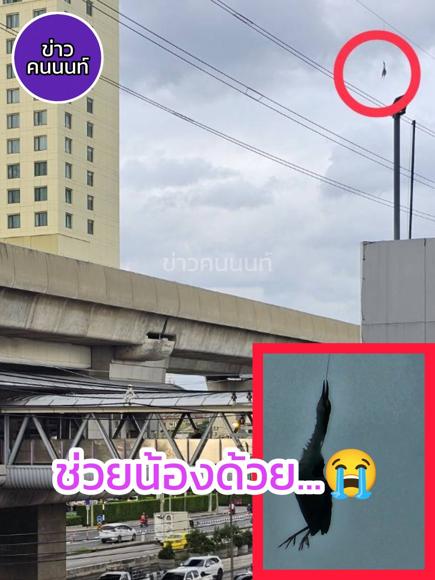 ใครก็ได้ช่วยน้องด้วย… นกติดอยู่กับสายไฟ ไม่สามารถช่วยเหลือตัวเองได้
