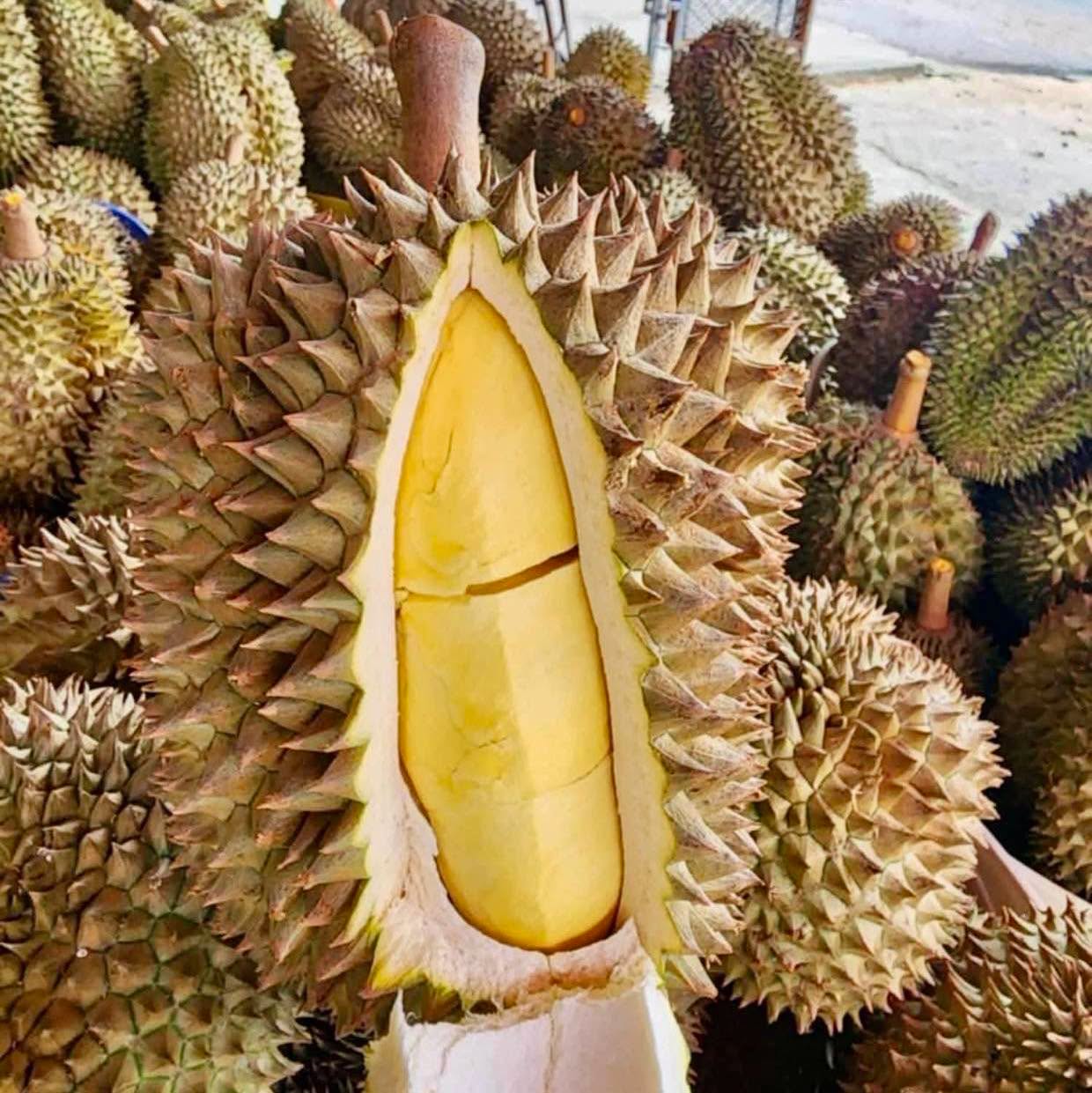 ยังมีอยู่-ของมาลงใหม่ ทุเรียน & ฟักทอง ทุเรียนหมอนทองภูเขาไฟ ศรีสะเกษ โลละ 99.-